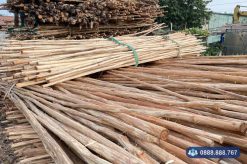 Bạch đàn lột vỏ trang trí