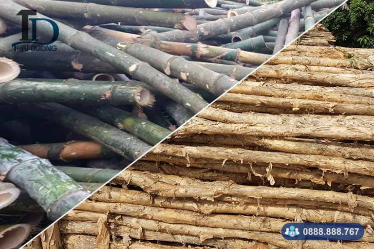 So sánh ưu nhược điểm của cọc cừ tràm và cọc tre