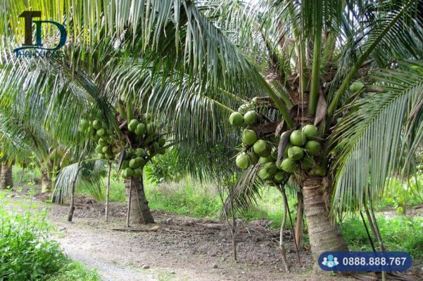 Cây dừa: đặc điểm, công dụng, kỹ thuật trồng và chăm sóc