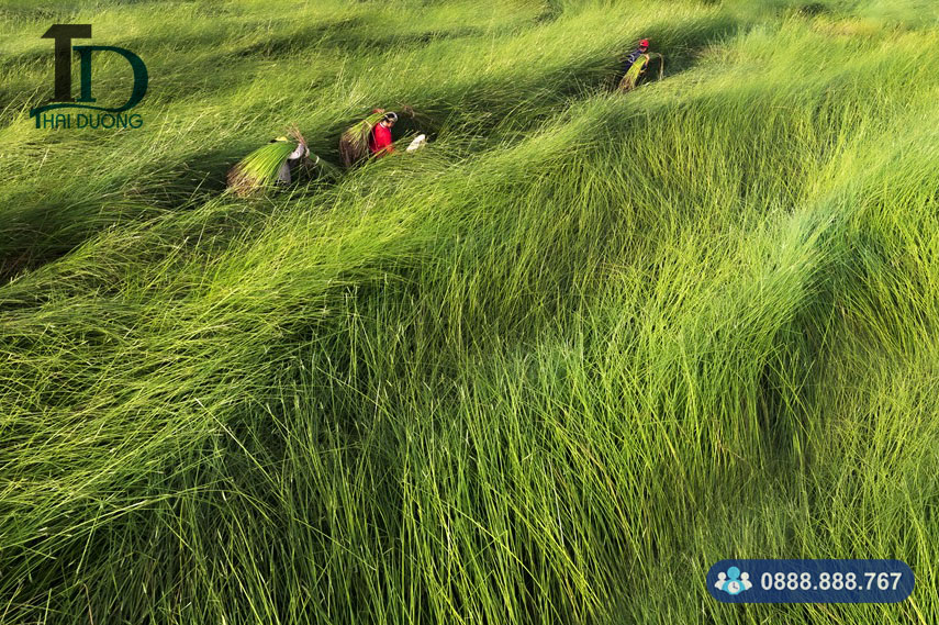 Cây cói (cây lác)