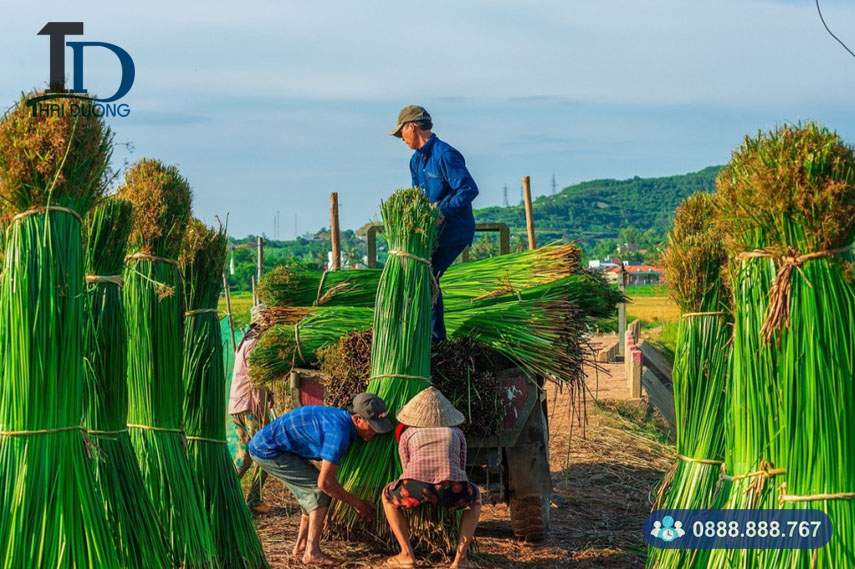 Cây cói mang lại giá trị kinh tế cho người trồng