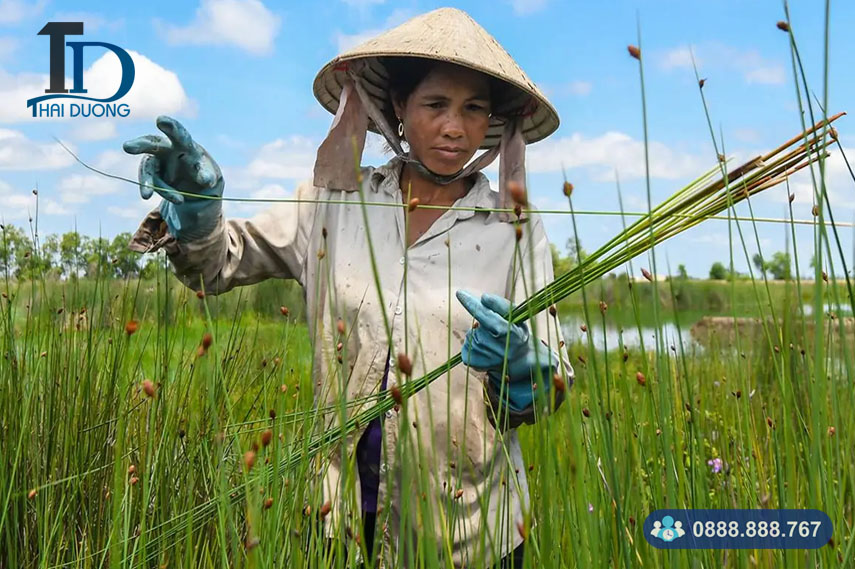 Trồng và chăm sóc cây cói