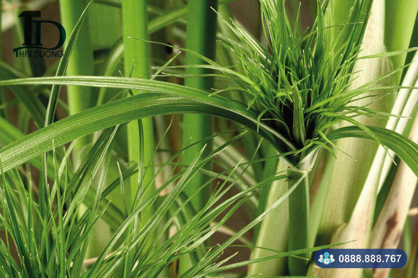 Cây cói (cây lác)