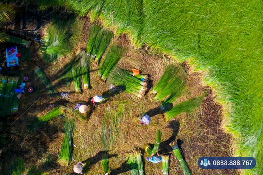 Hình ảnh về thu hoạch cói từ trên cao