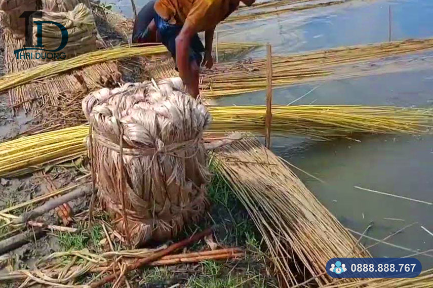 Ngâm nước và tách vỏ đay