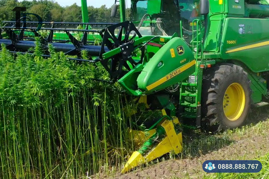 Thu hoạch gai dầu