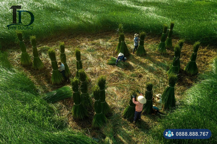 Nguồn gốc cây cói