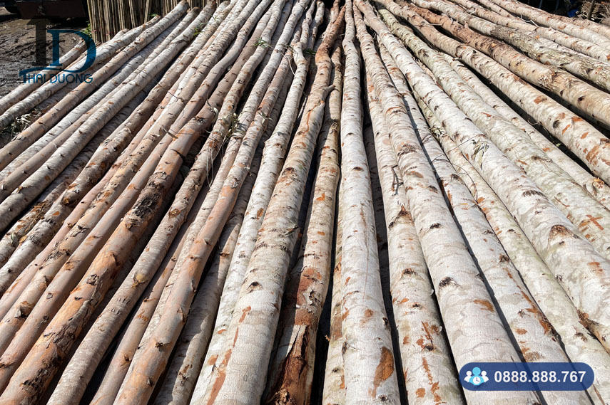 Cừ bạch đàn, cây chống bạch đàn