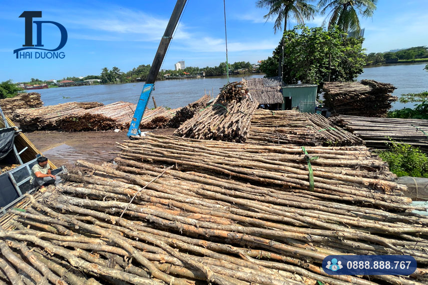 Giá cừ tràm bao nhiêu tiền 1 cây?