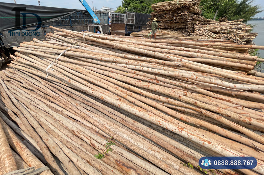 Vựa bán cừ bạch đàn giá rẻ uy tín chất lượng tại TPHCM
